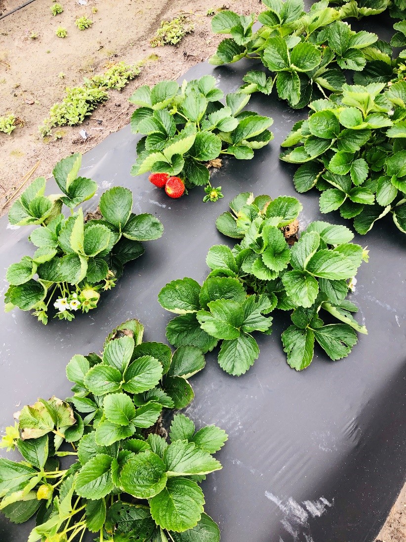 Image 1. One of the more advanced plantings of ‘Sweet Charlie’ observed on 18 Dec. 2020 in Virginia Beach, VA. Plug plants were transplanted on 27 September 2020 (Source: Jayesh Samtani).