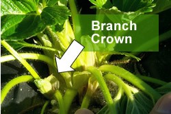 Image 2. A branch crown forming off the main strawberry crown. Source: Barclay Poling