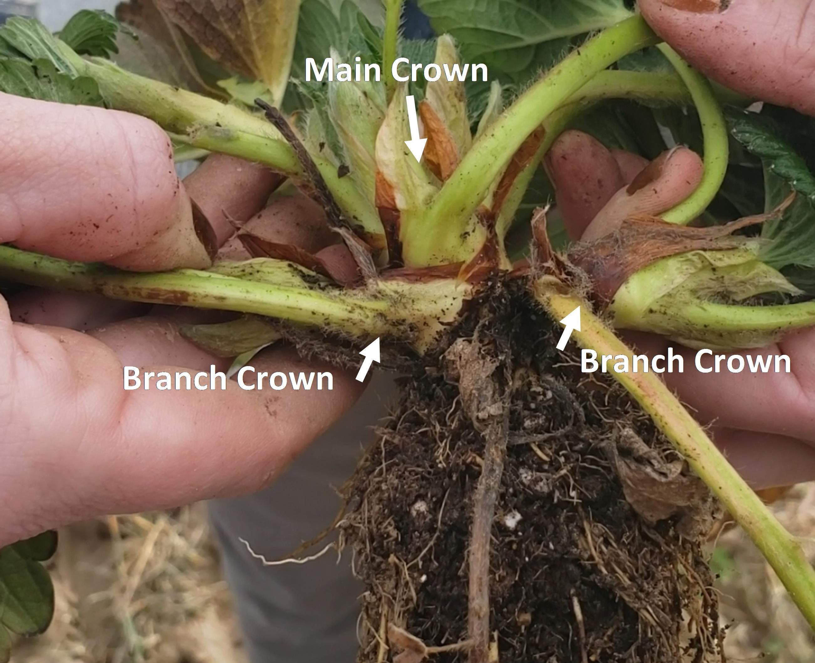 Image 3. Strawberry plant dug up with main and branch crowns separated. Source: Amanda McWhirt