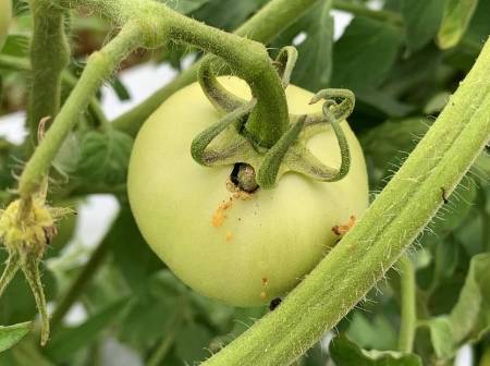 Escaped Tomato fruitworm larva feeding on tomato fruit.