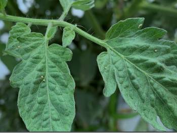 Tomato Fruitworm eggs present in large amounts on tomato leaves