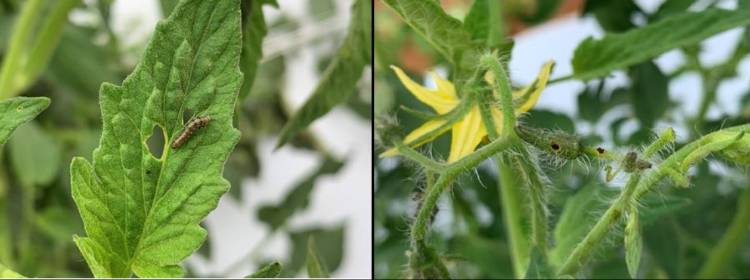 A 3rd instar tomato fruitworm still feeding on tomato leaves and feeding damage from tomato fruitworm on unopened flowers.