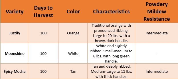 Table 1. A table showing the three varieties of pumpkins in the demonstration and their different characteristics and advertised size from seed companies. Justify is an traditional large orange pumpkin to 20 lbs. with an intermediate amount of powdery mildew resistance. Moonshine is a small white pumpkin growing to 8 lbs. It has no resistance to powdery mildew. Spicy Mocha is a medium-large tan colored pumpkin that has intermediate amounts of powdery mildew resistance. All varieties take 100 days from planting until harvest.