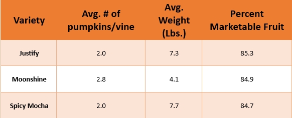 Table 2. Results from the 2023 Horticultural Agent Pumpkin Demonstration, showing average number of pumpkins per vine, average weight per pumpkin (Lbs.), and percent marketable fruit. Data collection by variety varied in the number of responses mainly due to crop failure and ranged from 10 to 13 responses. Justify averaged 2.0 pumpkins per vine, an average weight of 7.3 lbs. and a % marketability of 85.3 %. Moonshine averaged 2.8 pumpkins per vine with an average weight of 4.1 lbs. It had a percent marketability of 84.9%. Spicy Mocha averaged 2.0 pumpkins per vine and a average weight of 7.7 lbs. It had a percent marketability of 84.7%.