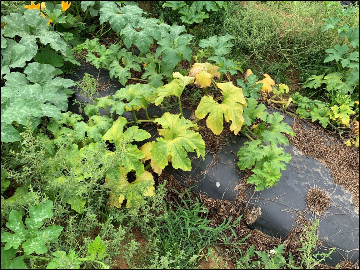 Yellow vine disease symptoms pictured on a pumpkin plant in Arkansas