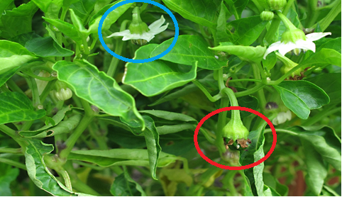 In this image you can see both pepper flowers and very early maturing pepper fruit.