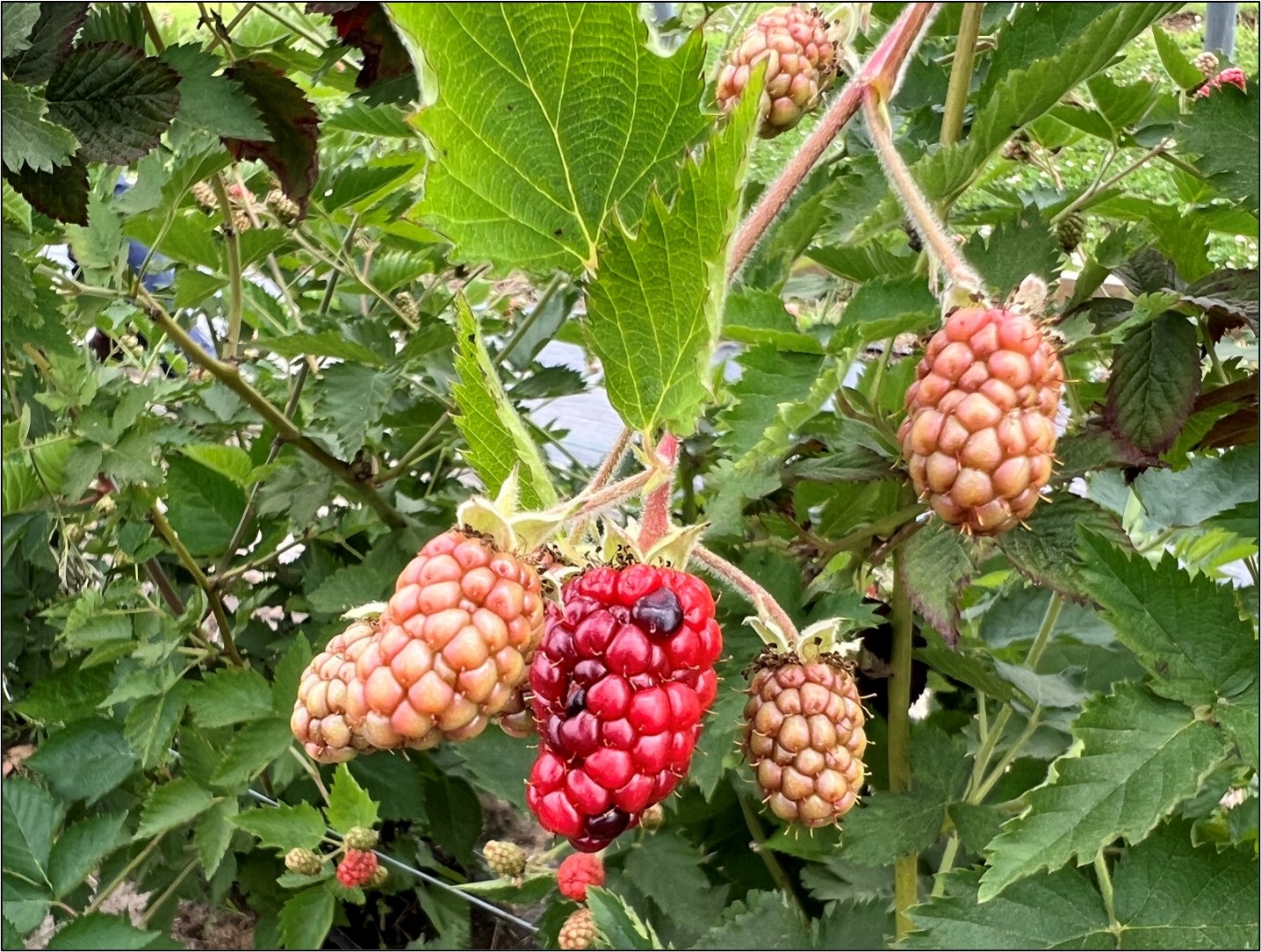 Picture 2 – Blackberry fruit beginning to blush (drupelets turning from red to black). This is the point in which a spray schedule should begin for SWD.