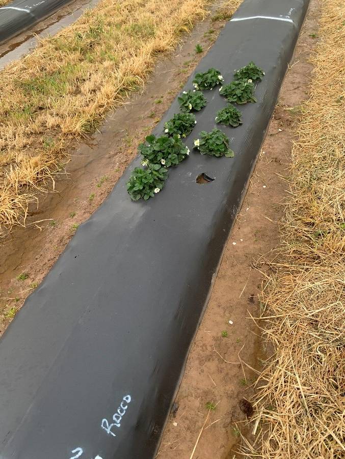 Rocco plasticulture strawberries in bloom