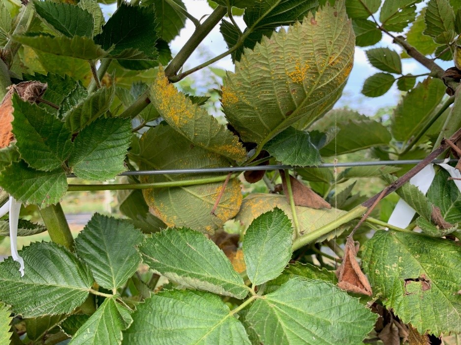 Blackberry leaves with rust located on them.