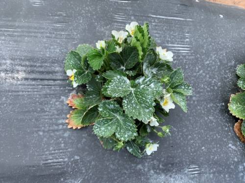 Strawberry plant in plastic mulch with Captan residue on leaves.