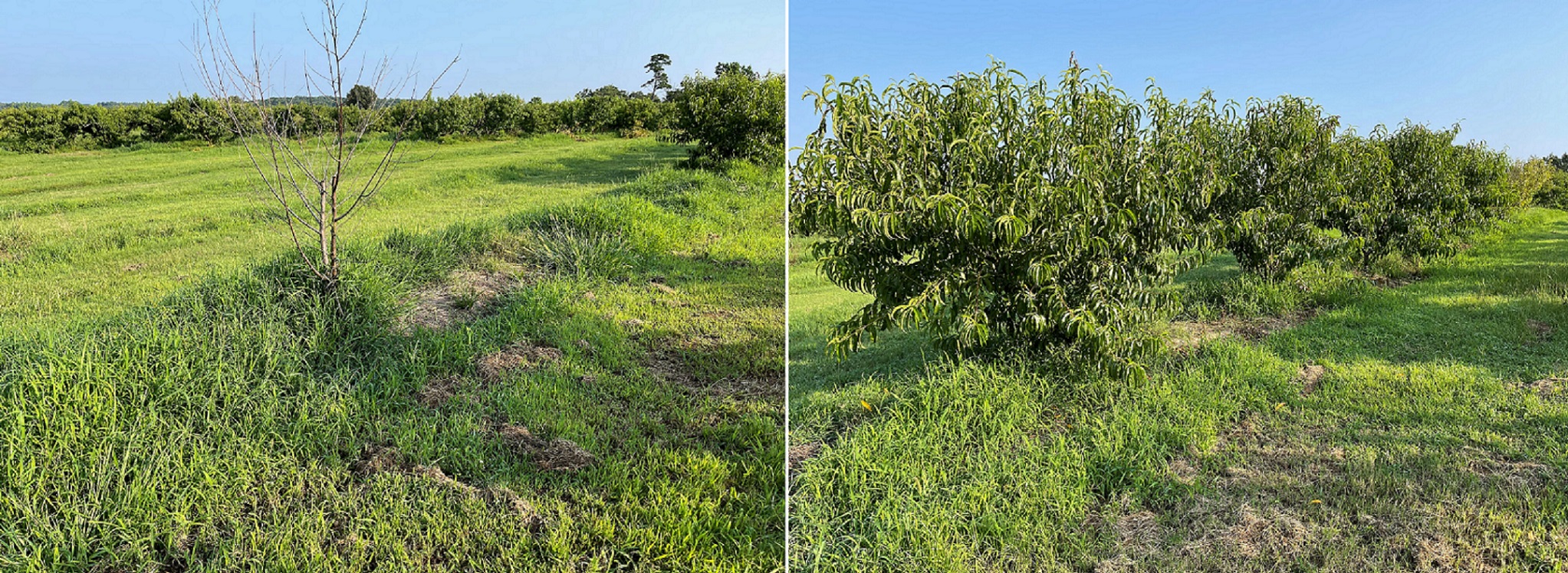 Figure 3: Nemaguard (left), MP 29 plot (right).