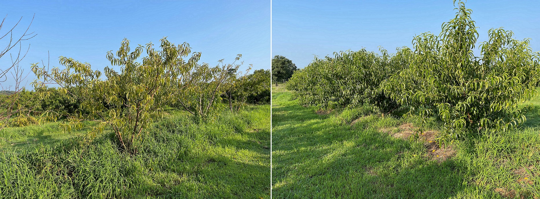 Nemaguard plot (left), beside MP 29 plot (right) 