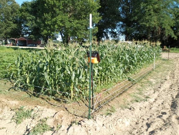 Woodruff County’s demonstration protected by a three strand polywire electric fence. Photo: Brett Gordon in Woodruff County