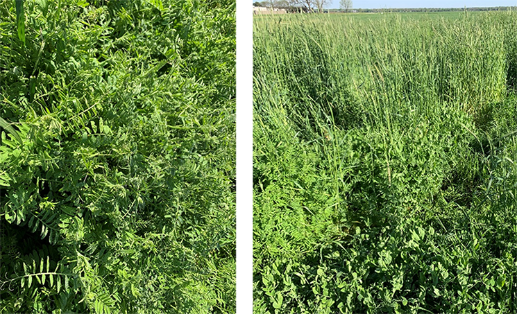 Side by side comparison of legume cover crops growing without cereal rye (left) and with cereal rye (right). Tall cereal rye plants growing with legume cover crop. 