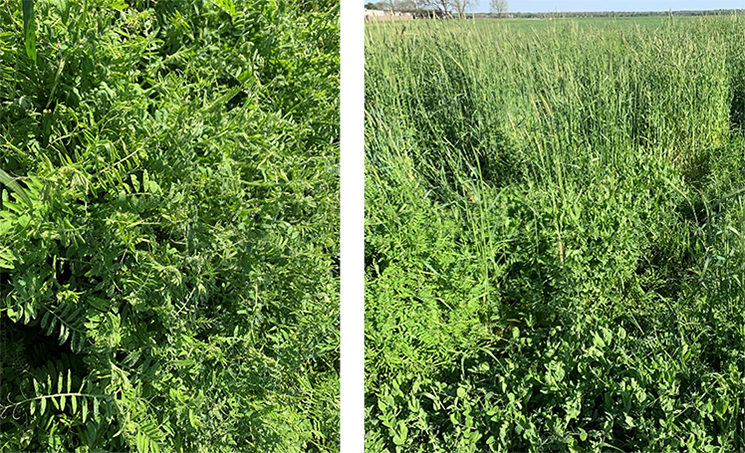 Side by side comparison of legume cover crops growing without cereal rye (left) and with cereal rye (right). Side by side comparison of legume cover crops growing without cereal rye (left) and with cereal rye (right). Tall cereal rye plants growing with legume cover crop.