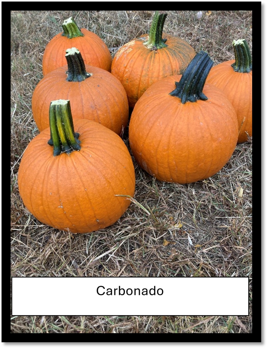 Figure 15. Freshly harvested Carbonado Gold pumpkins sit on the ground as part of Jesse Taylor’s data collection efforts in Johnson County. Picture by Jesse Taylor.