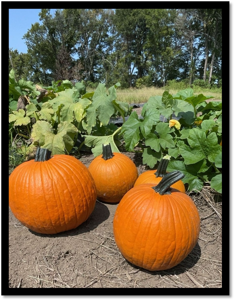 Figure 16. Freshly harvested Gumdrop pumpkins sit on the ground as part of Katrina Boyd’s data collection efforts in Crittenden County. Picture by Katrina Boyd.