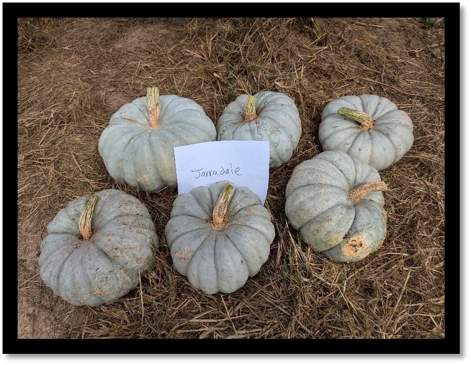 Figure 17. Freshly harvested Jarrahdale pumpkins sit on the ground as part of Colin Massey’s data collection efforts in Washington County. Picture by Colin Massey.