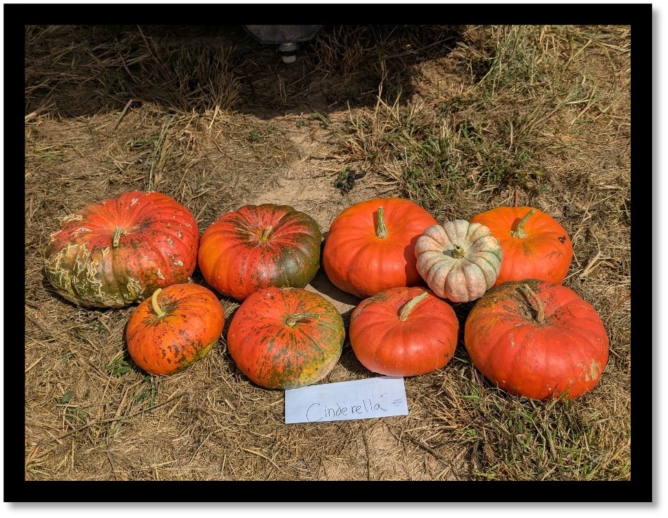 Figure 18. Freshly harvested Cinderella pumpkins (plus one mystery pumpkin) sit on the ground as part of Colin Massey’s data collection efforts in Washington County. Picture by Colin Massey.