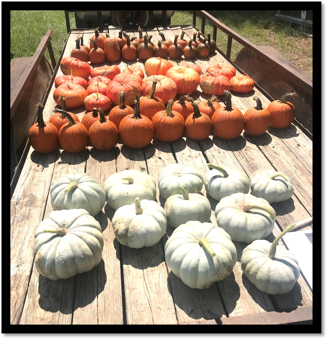 Figure 19. All four varieties of demo pumpkins sit on a flatbed trailer for Scott Hayes’ data collection efforts in Drew County. Picture by Scott Hayes.