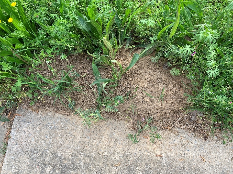 Fire ant mound in the middle of the picture in between a concrete slab and weeds or grass.