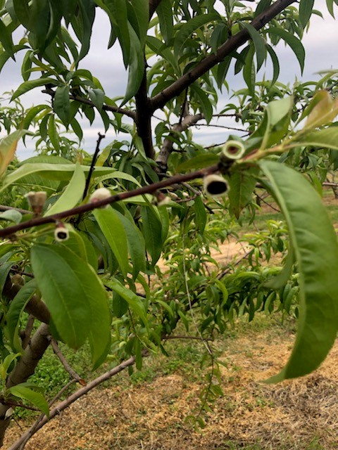 a branch with small green peach fruit that are cut in half with black centers