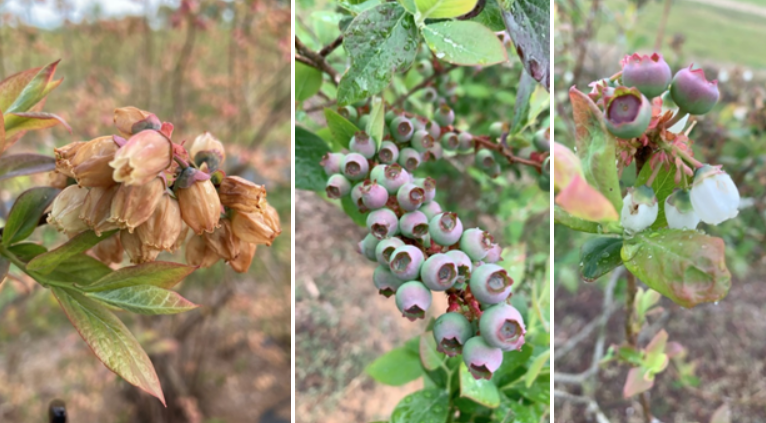 brown blueberry flowers on the left, green/blue blueberry fruit in the center, and a closeup of blueberry fruit and flowers on the right