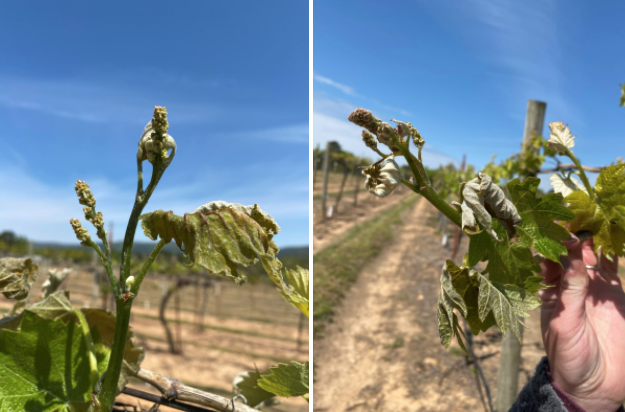 closeup of greying grape flower buds on the left and grey damaged grape leaves on the right