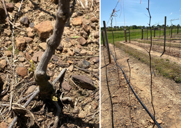 closeup of muscadine vine with small green leaves on the bottom on the left and a thin, small muscadine cordon on the right