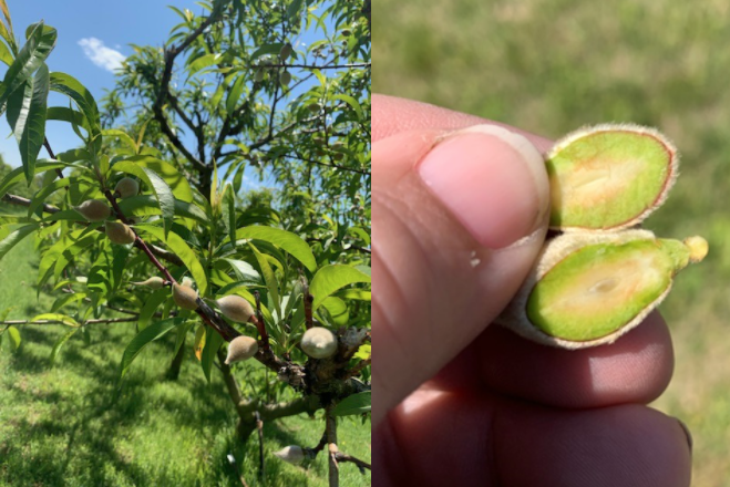 small green peach fruit on a branch on the left, and a cut open peach fruit on the right with a green and white center