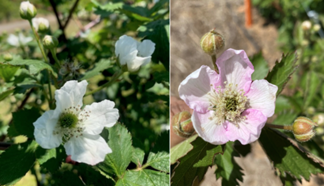 blackberry flowers on the left with no damage, a pink blackberry flower with a black center on the right