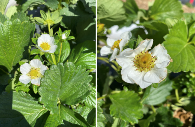 White strawberry flowers on the left and a strawberry flower on the right with a black center