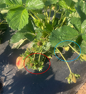 closeup of a strawberry plant with green fruit that has some greying/darkening