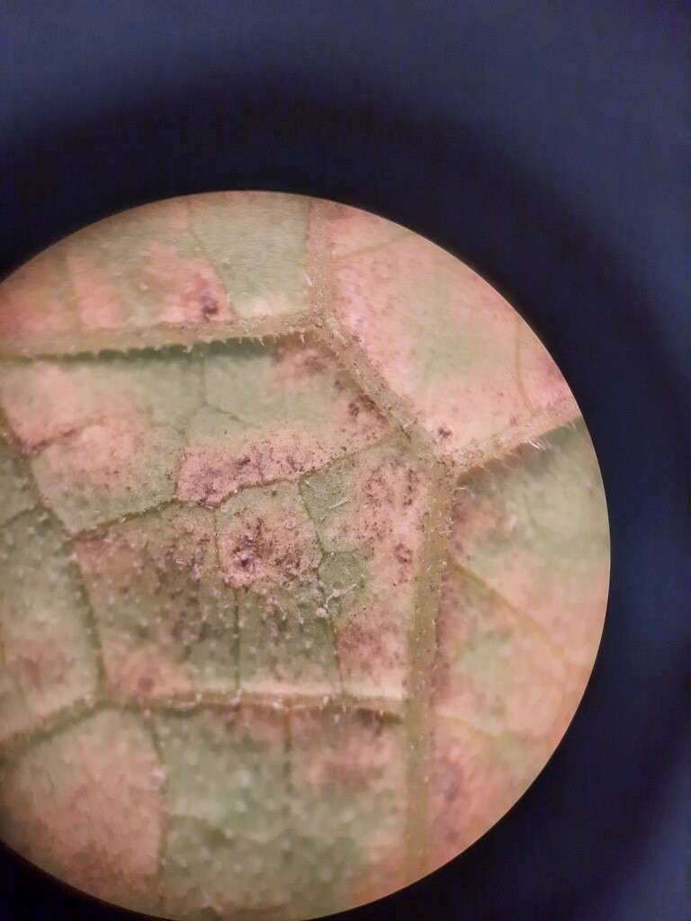 Angular lesions exhibiting grey/purple spore growth on the underside of the leaf. This is a key characteristic of potential cucurbit downy mildew.