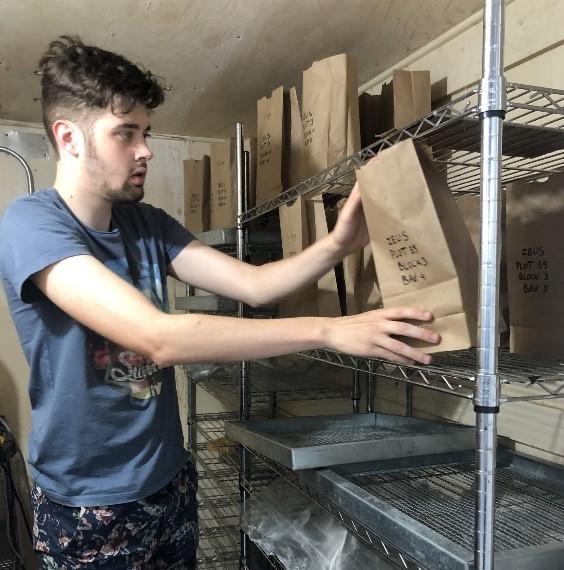 Student placing paper bags of hop in dehydrator Student placing paper bags of hop in dehydrator