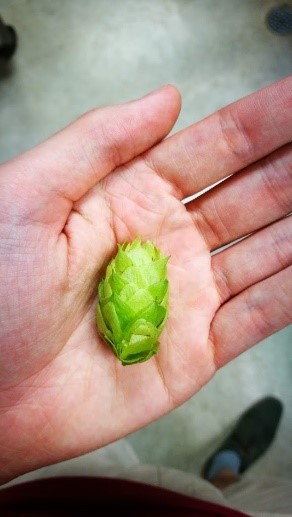 Hope cone before drying