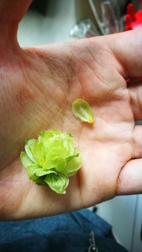 Hop cone after drying