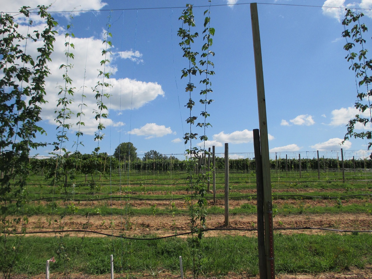 Hops bine climbing trellis