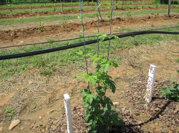 Hops plant