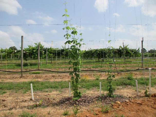 Hops plant after 2 wks growth