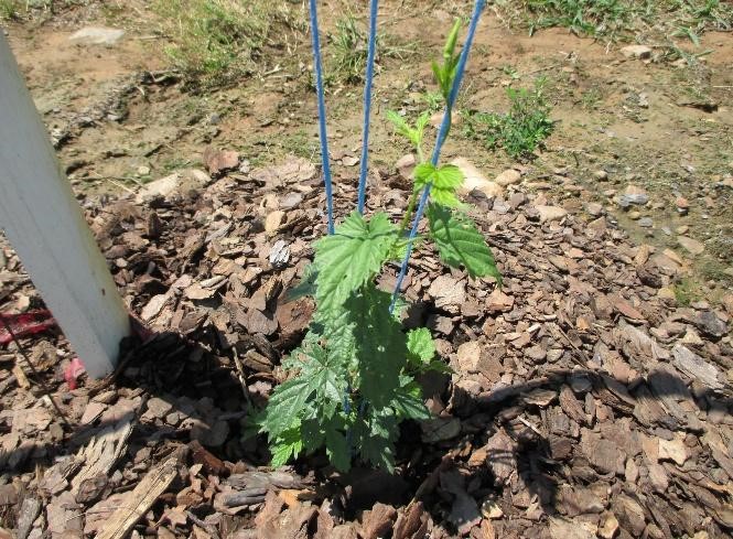 Hops plant