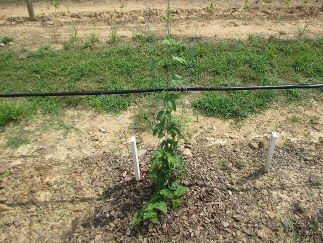 Hops plant after 2 wk growth 