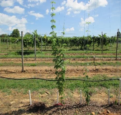 Hops plant on trellis