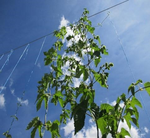 Hops plant on trellis