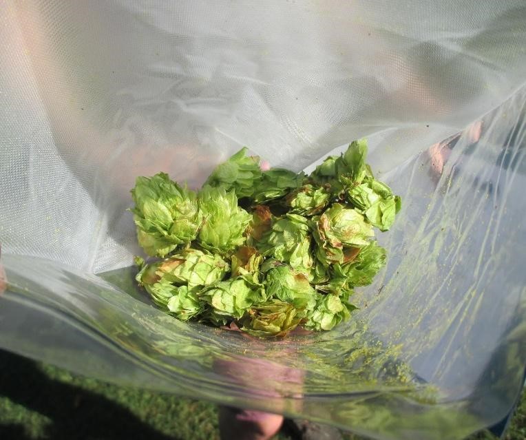 Hops cones post-harves