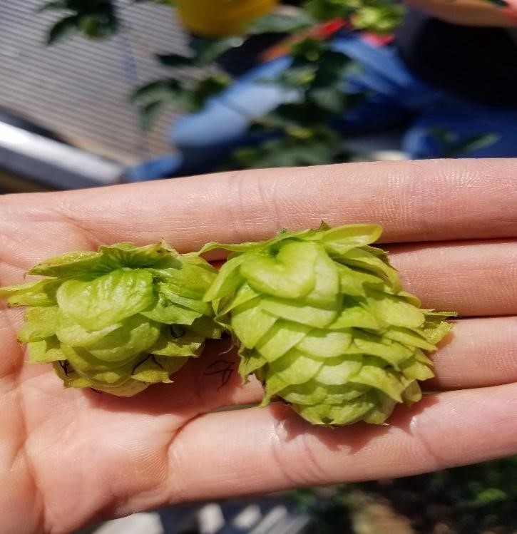 Hops cones prior to drying