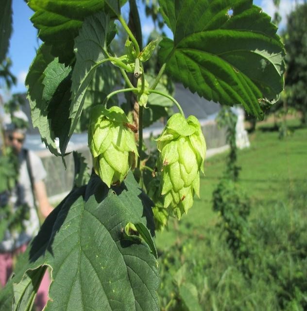 Hops cone hanging from plant 