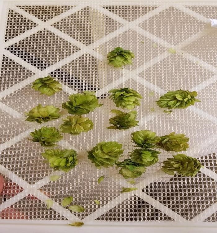 Hops cones after drying for 4 hours