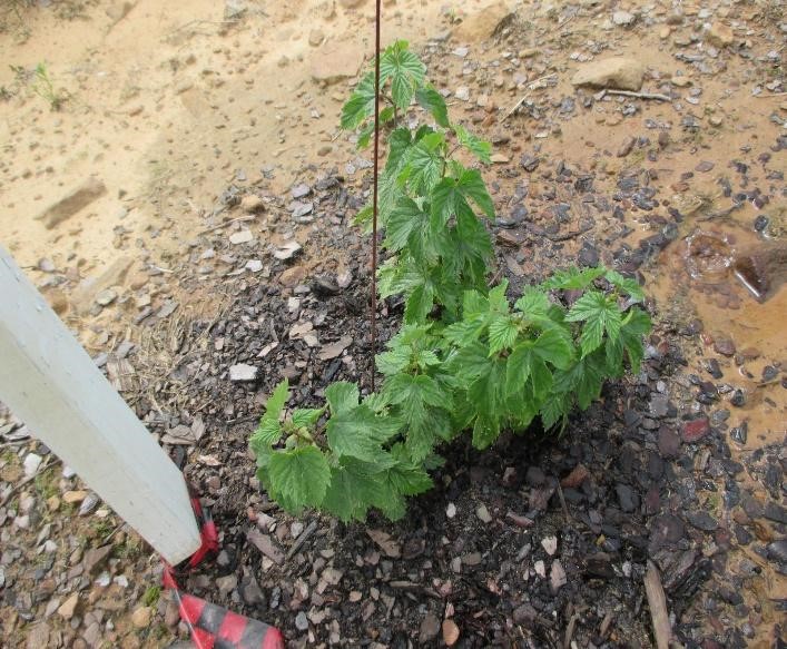 Hops plant prior to pruning 