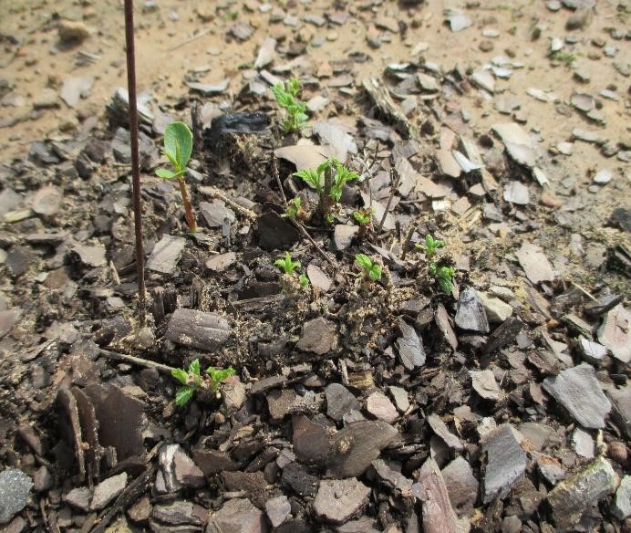 Hops plant one week after pruning